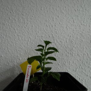Piaozinho.JPG