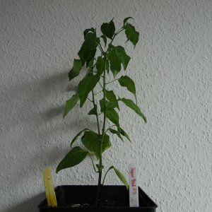 Sugar Bird F3 2.JPG