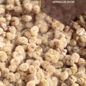Perlgraupen-Koji, 36h