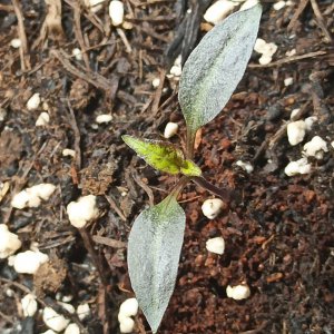 Tiger Jalapeno