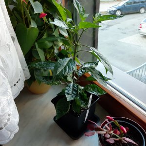 Abgabe Habanero 18.3.