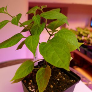 Mini Rocoto Orange.JPG