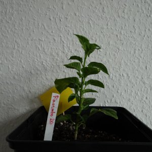 Piaozinho.JPG
