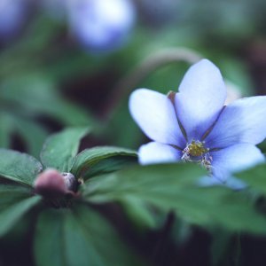 Leberblümchen?