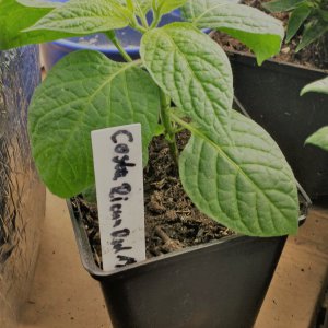 Costa Rican red