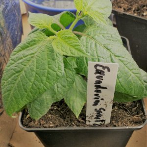 Equadorian sweet