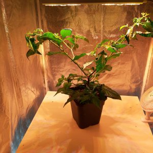 Bhut 24.3.