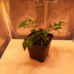 Bhut zurückgeschnitten 24.3.