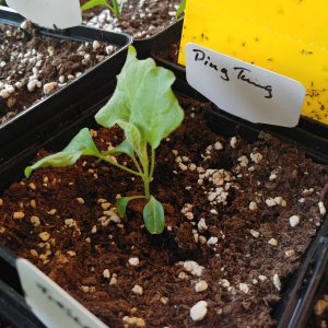 Ping Tung Aubergine