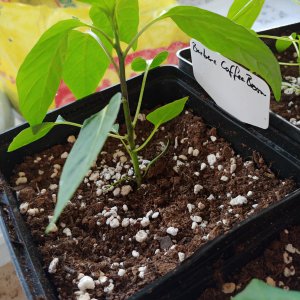 Berbere Coffee Brown
