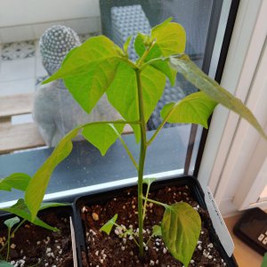 Aji Guyana