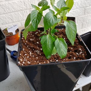 4.4. Fresno in 5L