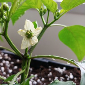 4.4. Fresno Fruchtansatz