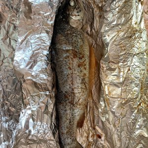 Grill-Forelle