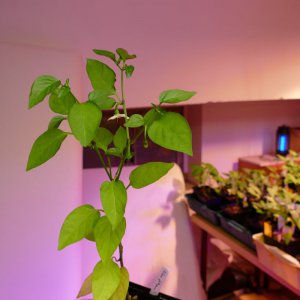 Yellow Jalapeno.JPG