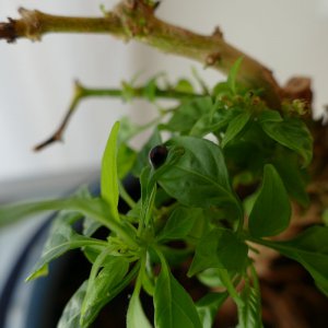 P1000336.JPG