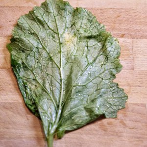 Mairübchen, Blatt