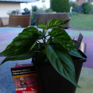 P1000339.JPG