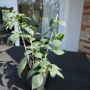 P1000343.JPG