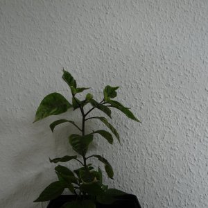 Cheiro Orange 2.JPG