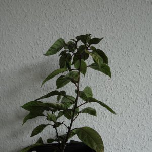 Cheiro Roxa.JPG
