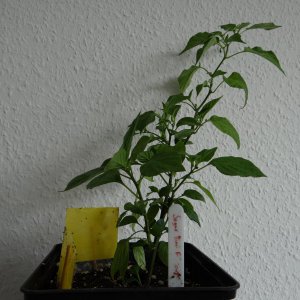 Sugar Bird F3 1.JPG