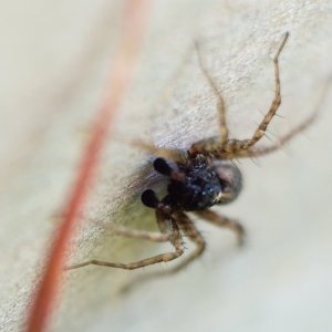 Spinne