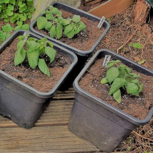 Costa Rican Red-Doppelfrucht-Equadorian sweet