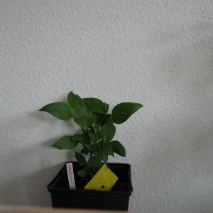 Gelbe Riesen.JPG