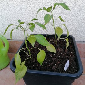 Jalapeno Telica.jpg