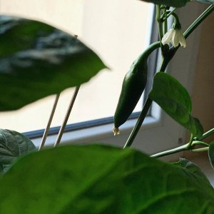 Jalapeño v. Hans