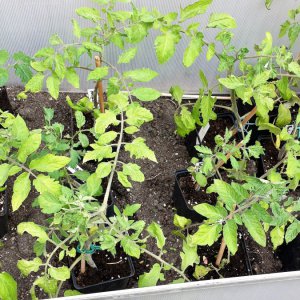 Stierhoden-Bullenherz-Andenhorn-Orange Tomate
