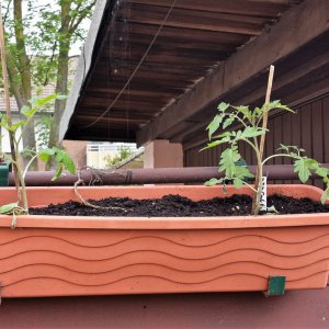 ToTys Cocktail Tomaten