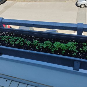 05.05. Rucola