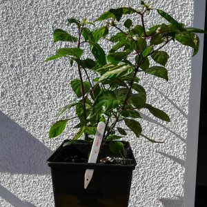 Cheiro Roxa.jpg