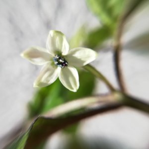 Cherio Orange 1 Blüte.jpg