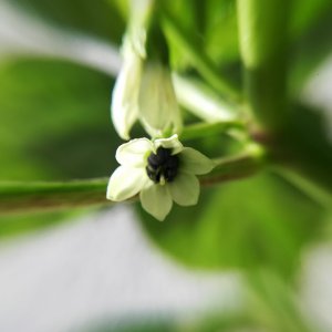 Dulce Amarillo Blüte.jpg
