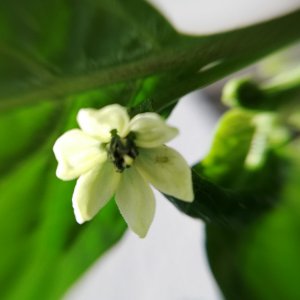 Fatalii Blüte (2).jpg