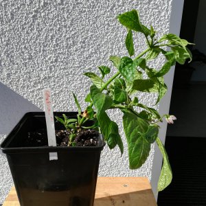 Gelbe Riesen.jpg