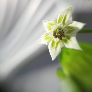 Lemon Drop Blüte.jpg