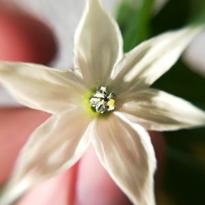 Morita Blüte (1).jpg