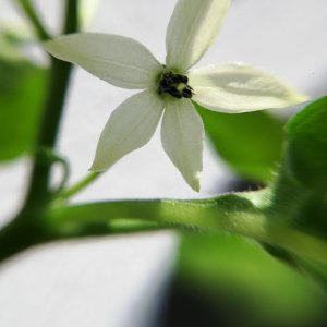 Murupi Blüte (2).jpg