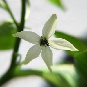 Murupi Blüte (3).jpg