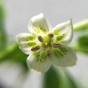 White Fantasy Blüte (1).jpg
