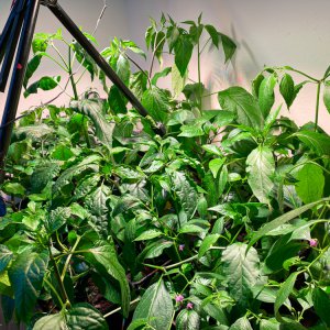 200515_Chilis_1