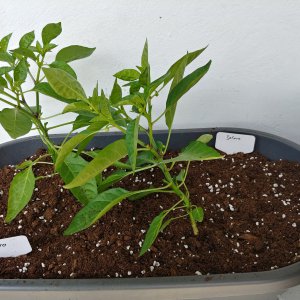 16.5. Jalaros
