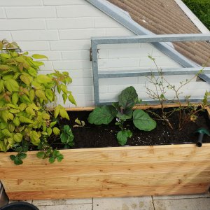 16.5. Hochbeet bepflanzt mit Himbeere, Ping Tung Aubergine und Blaubeere