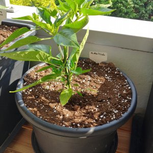 16.5. NuMex Piñata