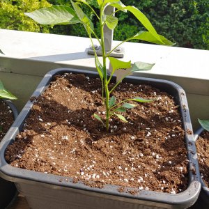 16.5. Joes Long Cayenne