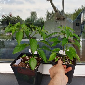 16.5. Jalapeño el Jefe 18vs13
